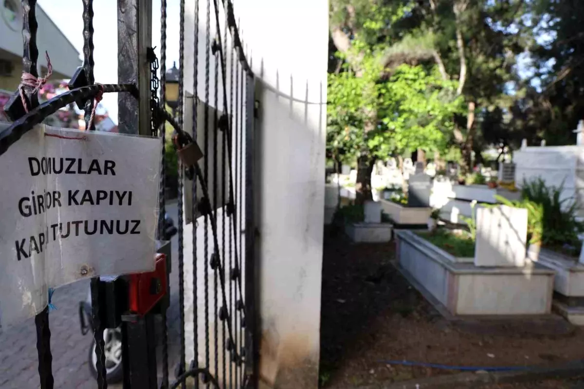 Marmaris'te Yaban Domuzu İstilasına İsyan: Mezarlıkları Tahrip Ediyorlar