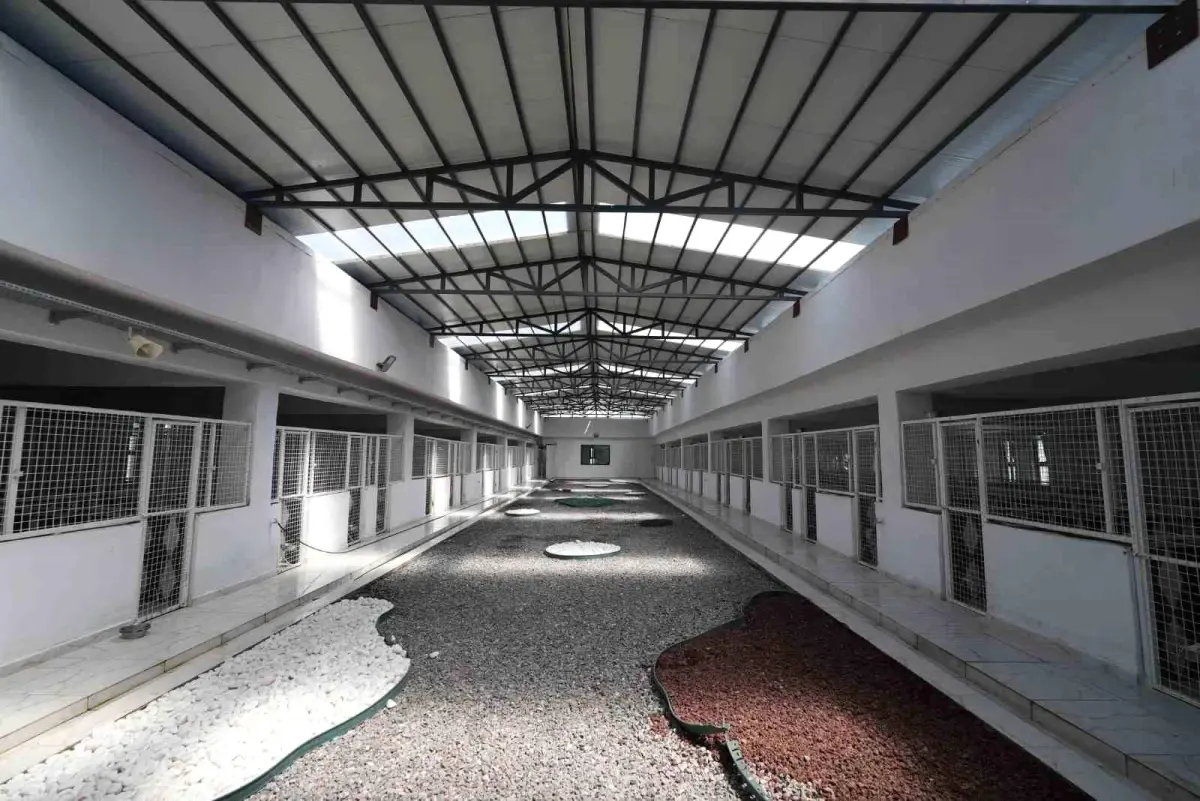 Kayseri'de Sahipsiz Hayvanlar için Yeni Projeler Hayata Geçiyor