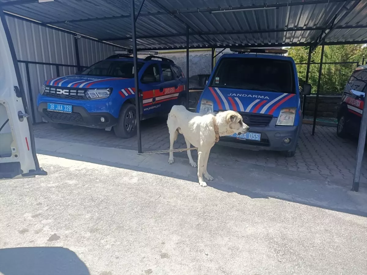 Otomobiliyle Köpeğini Çekene Ceza