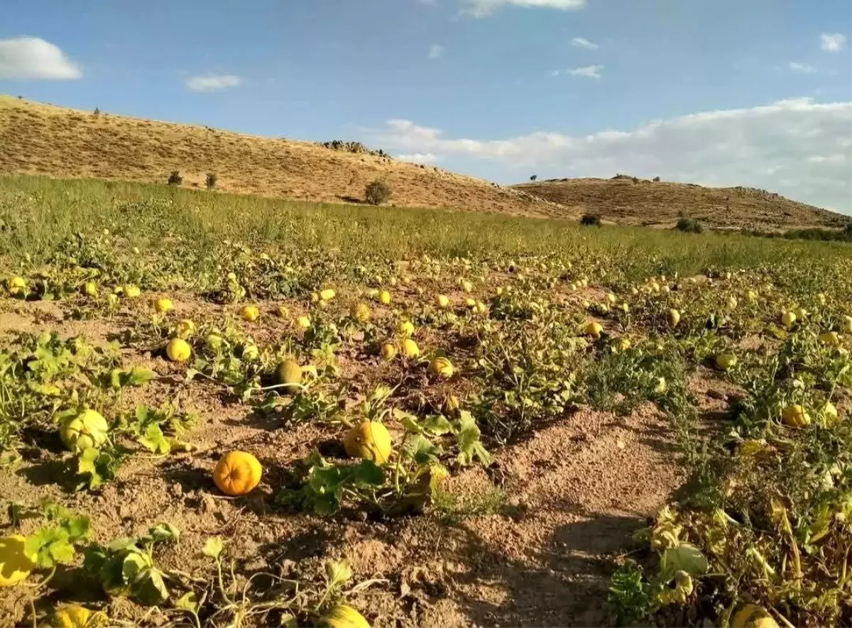 Kabak Çekirdeği Hasadı 2025'te Azalacak