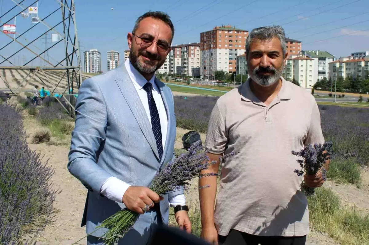 Kocasinan'da 4. Lavanta Hasadı Gerçekleşti