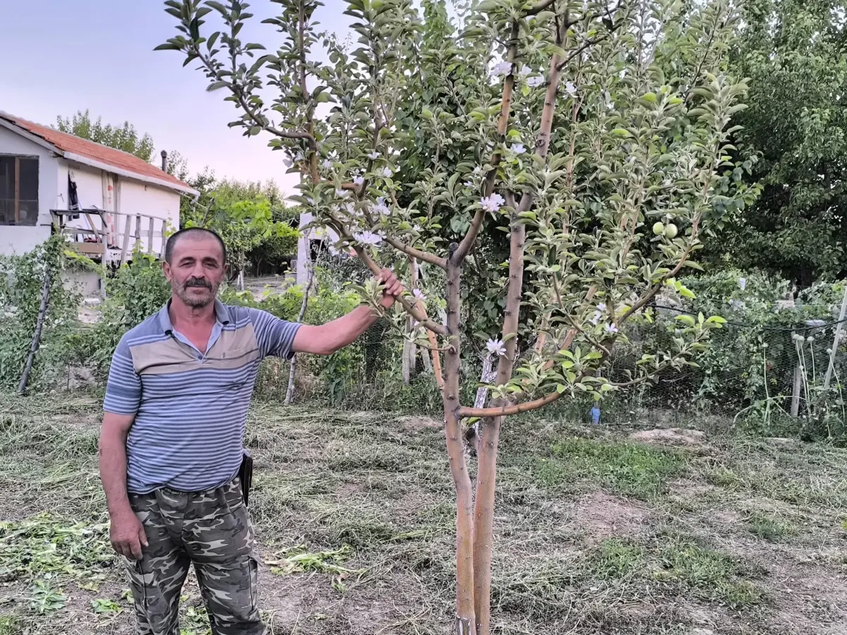 Ağustos'ta Elma Çiçeği Açtı