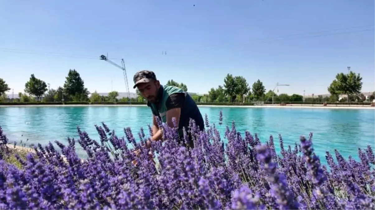 Kayseri'nin dört bir yanına lavanta esintisi
