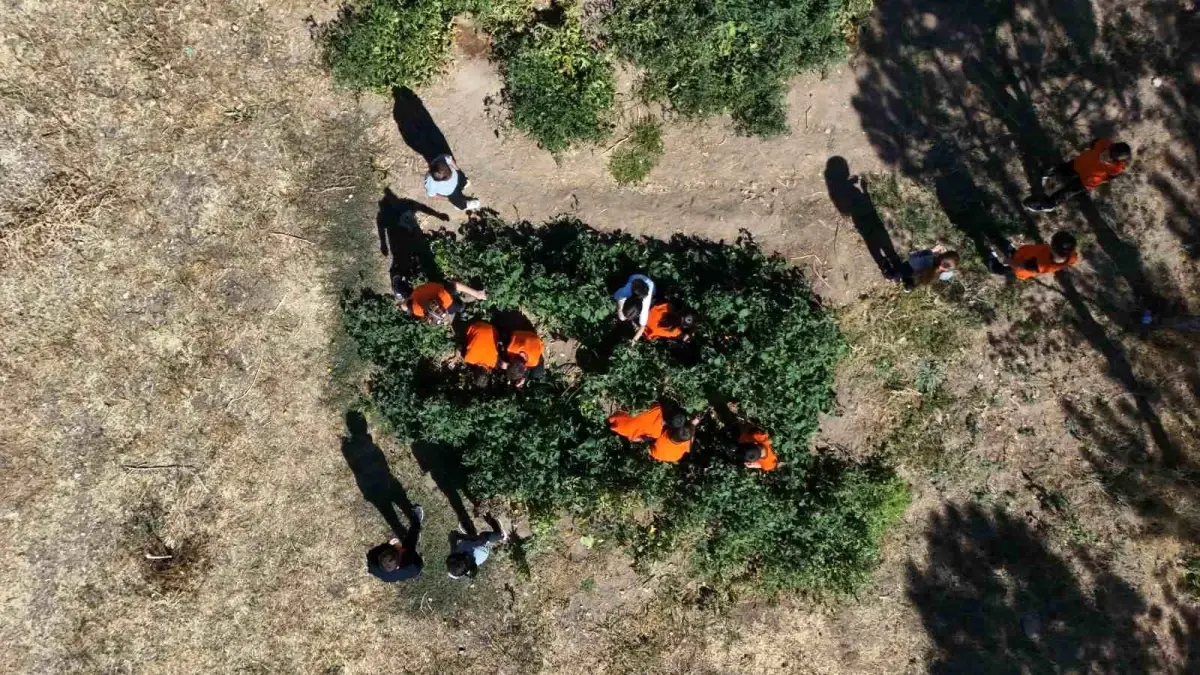 Kayseri'de Öğrenciler Meyve Üretiyor