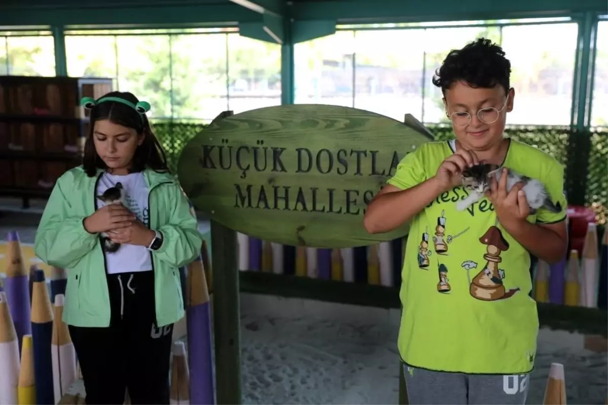 Kocasinan Belediyesi'nden Sokak Hayvanlarına Özel Projeler