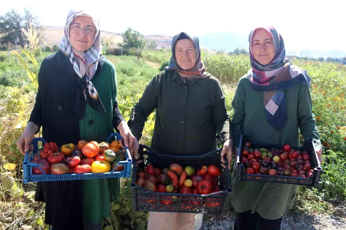 Bu bahçede 55 çeşit domates, 22 çeşit biber üretiliyor