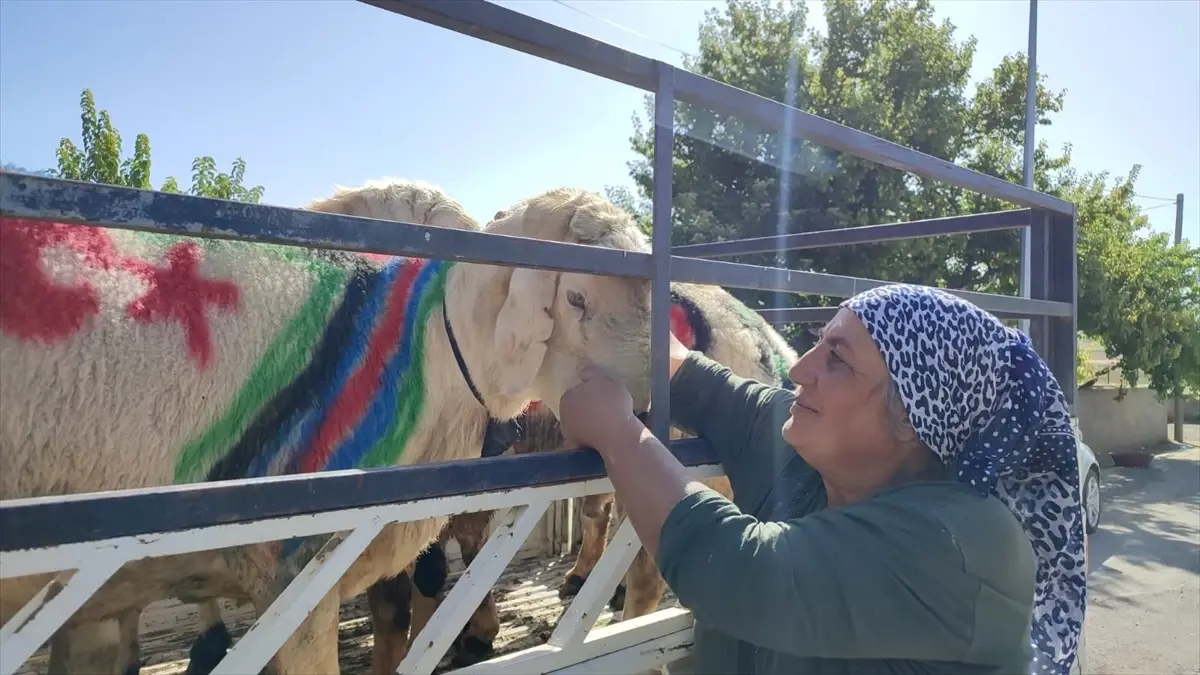 Koçlar Geleneksel Törenle Sürüye Katıldı