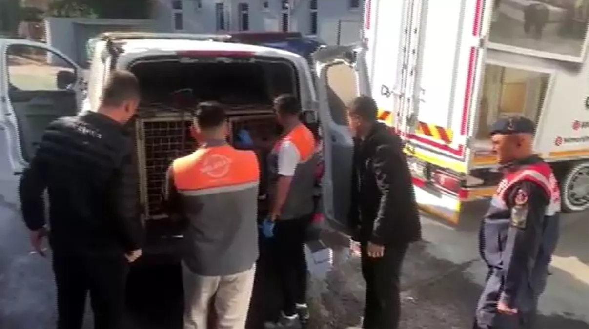 Kayseri'de Köpek Dövüşü Operasyonu: 13 Kişi Suçüstü Yakalandı