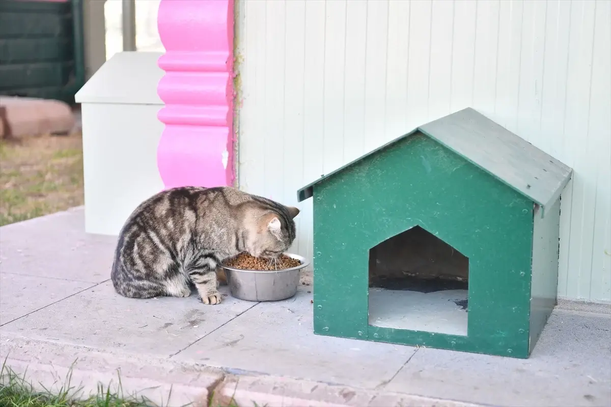 Kayseri'den Sokak Kedilerine Destek
