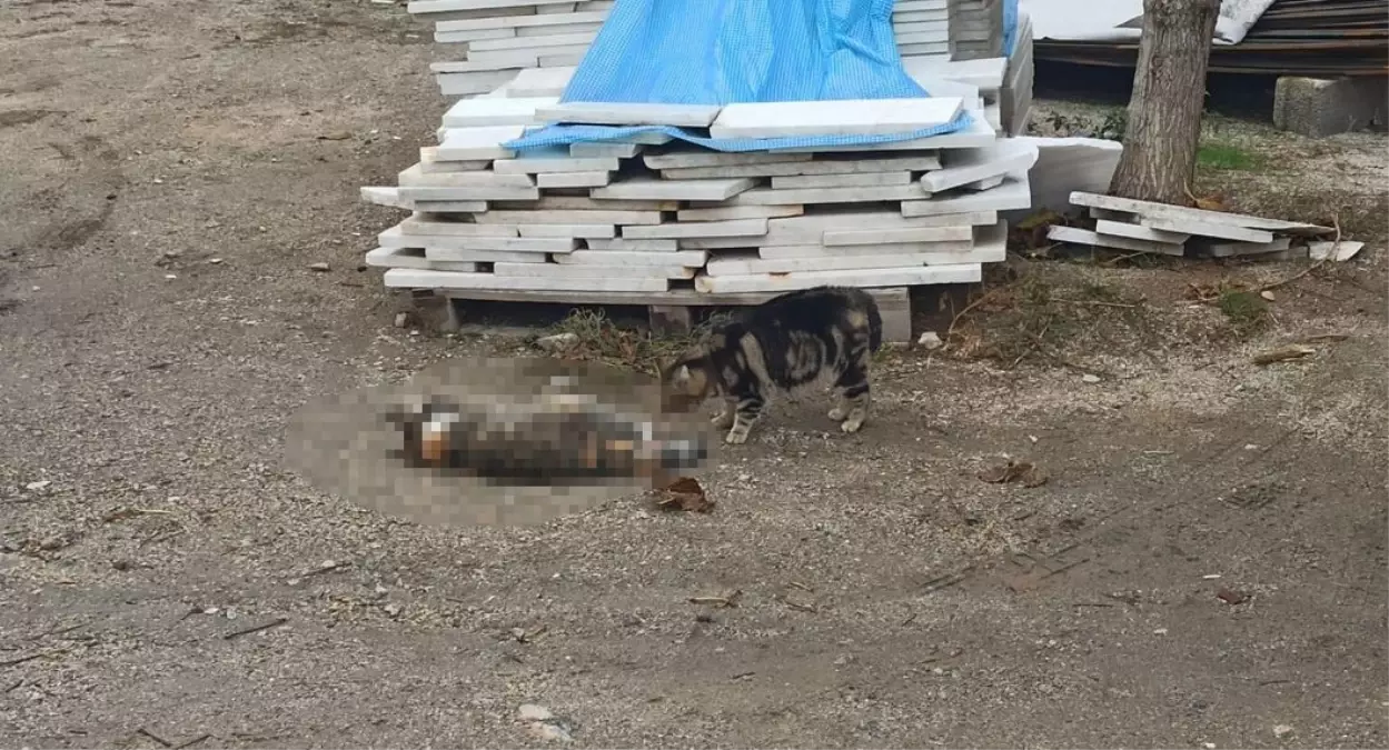 Yaralı Kedinin Yanında Bekleyen Sokak Kedisi