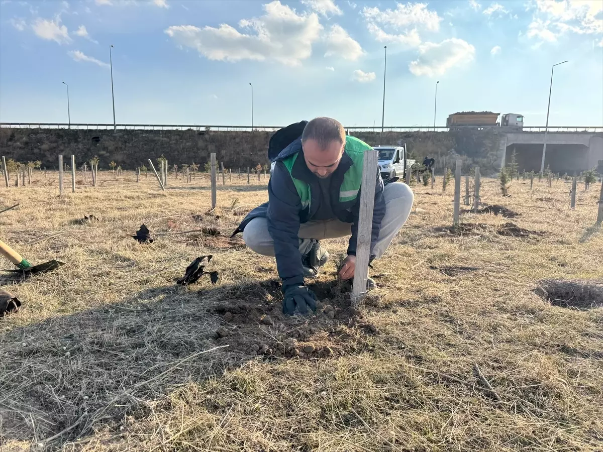 Kayseri'de 3200 Fidan Dikildi