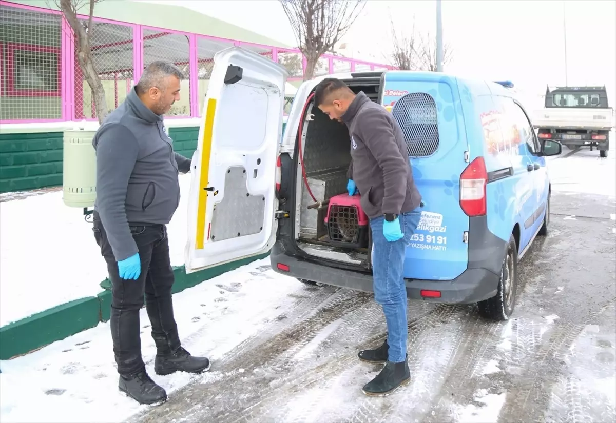 Sokak Hayvanlarına 4 Bin 300 Yardım