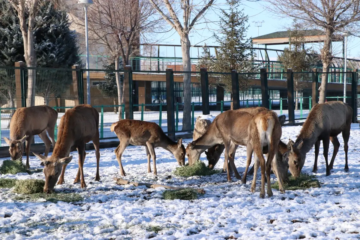 Kayseri Hayvanat Bahçesi'nde Kış Önlemleri