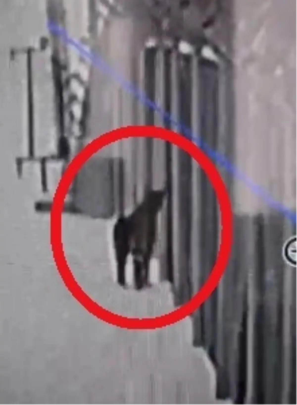 Mahsur Kalan Vaşak Kurtarıldı