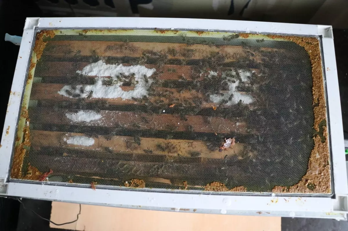 Evde Arıcılıkta Yenilikçi Sistem