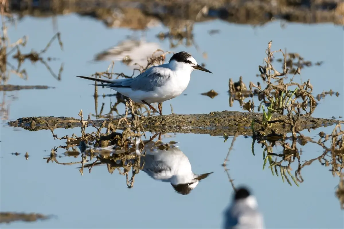 Türkiye'de 287 bin 254 Su Kuşu Tespit Edildi