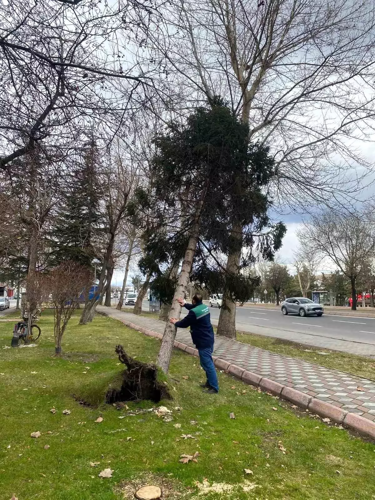 Rüzgardan devrilen ağaçlar temizleniyor