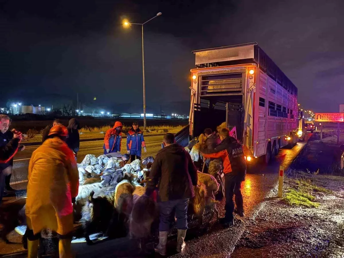 Kocasinan'da Taşkın Riski: 200 Hayvan Tahliye Edildi