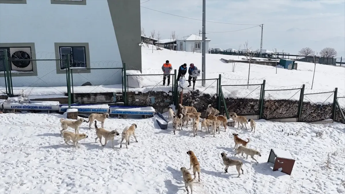Kayseri'de Sokak Hayvanlarına Yem Bırakıldı