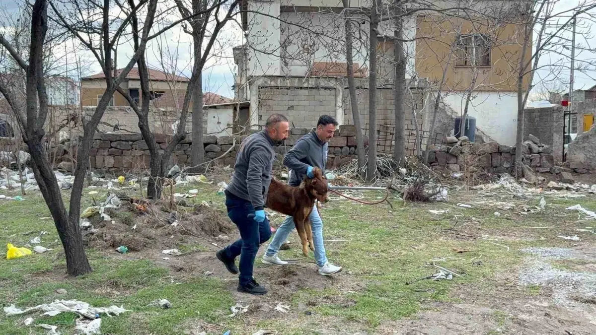 Başıboş köpeğin saldırdığı 3 yaşındaki çocuk ağır yaralandı