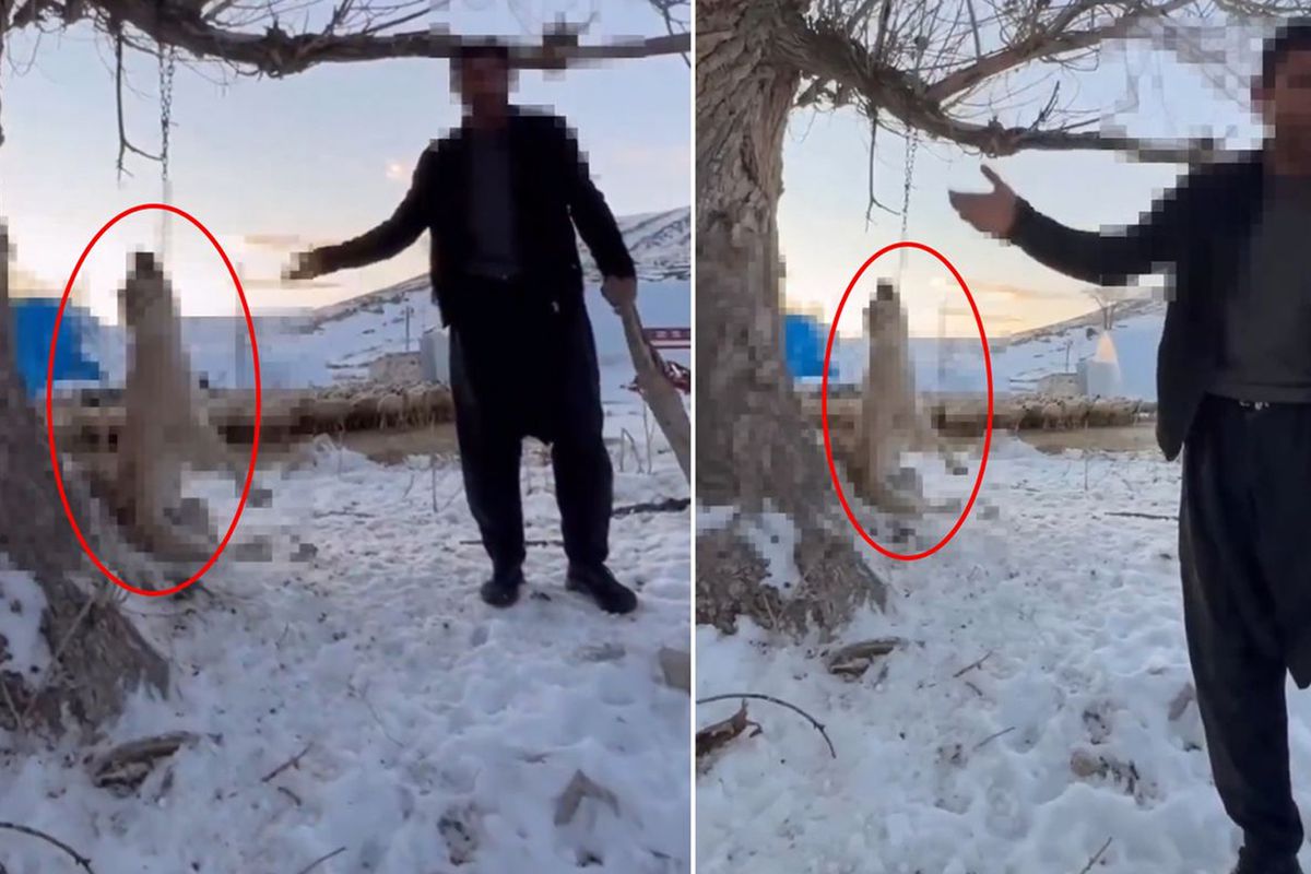 Çok yediği için köpeğini ağaca asıp öldüren şahıs tutuklandı