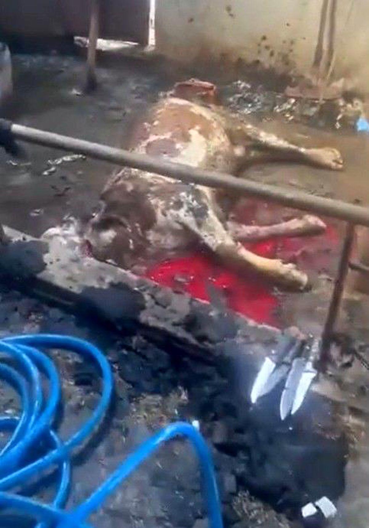 Kayseri'de Ahır Yangını: 12 Hayvan Telef Oldu