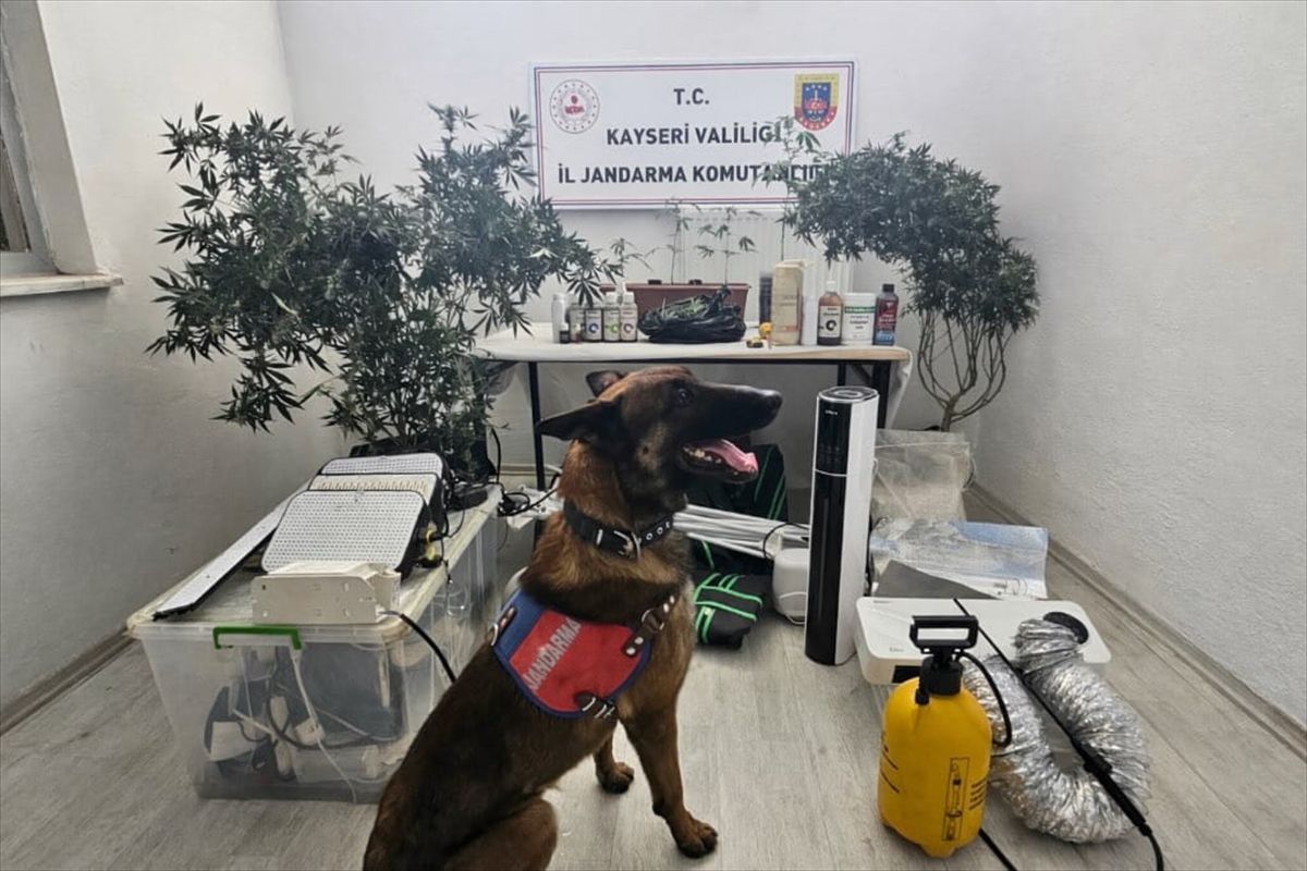 Kayseri'de Yasa Dışı Kenevir Operasyonu
